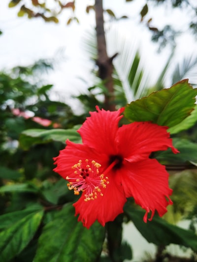 红色的芙蓉花盛开
